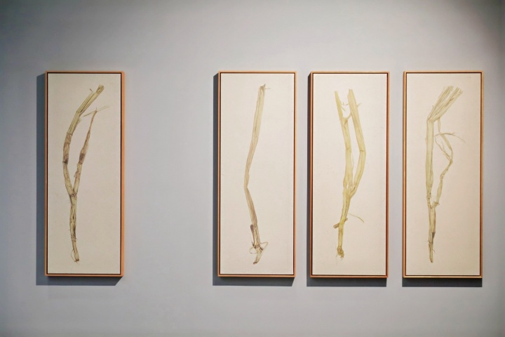 沈少民 從美術(shù)館的稻田里生長(zhǎng)出來的作品 沈少民 從美術(shù)館的稻田里生長(zhǎng)出來的作品