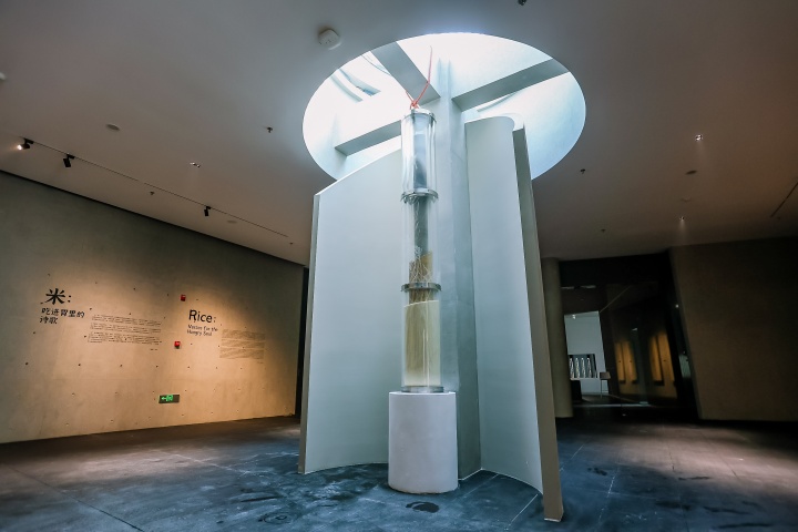 沈少民 從美術(shù)館的稻田里生長(zhǎng)出來的作品 沈少民 從美術(shù)館的稻田里生長(zhǎng)出來的作品